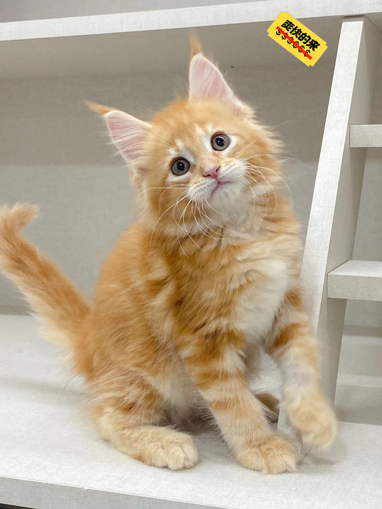 【缅因库恩猫】