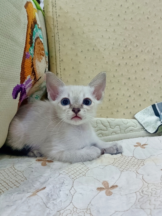 【代友出，找新家】蓝虎斑暹罗猫