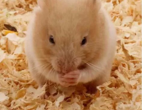 (26元金丝熊一只仓鼠包邮到家)金丝熊,米...