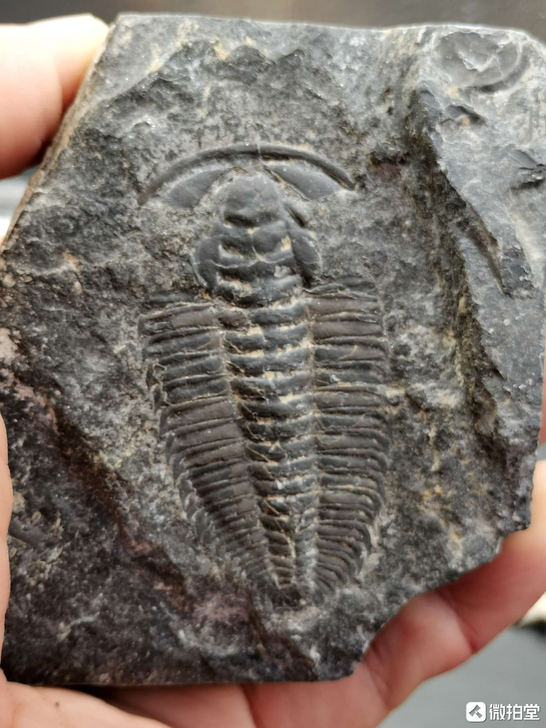 来自史前湖南湘西寒武纪出的大个头品相好的莱...