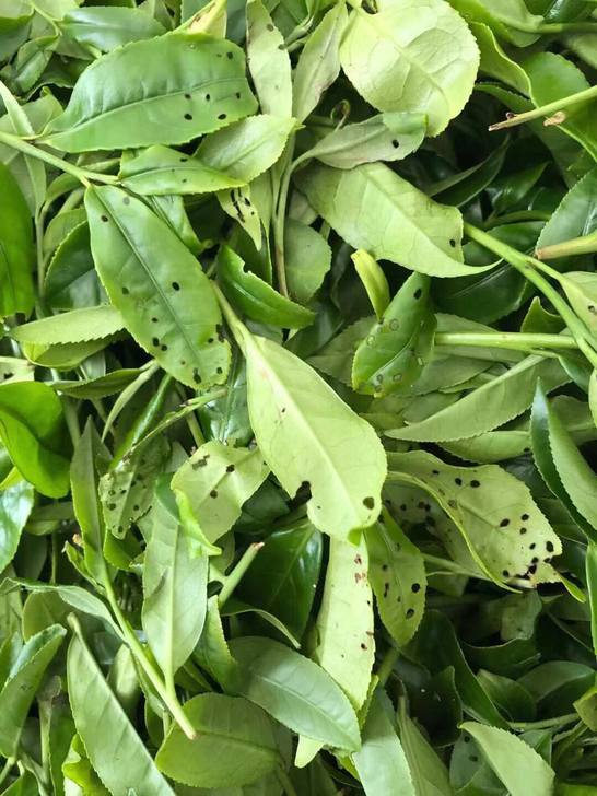 凤凰单丛茶，胶己人自家茶