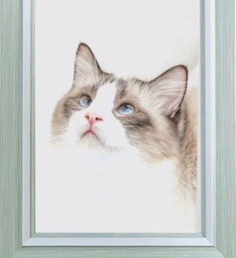 猫相框，龙狼传，国内正版，全套，自然黄，品...