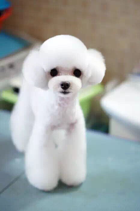 白色茶杯泰迪弟弟配种