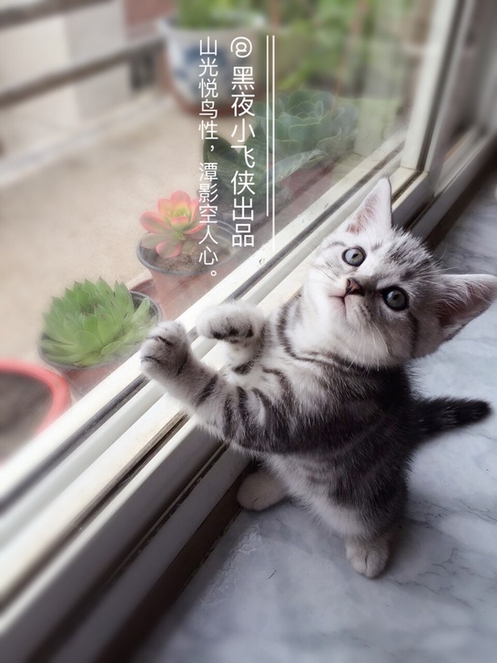 #猫集市#活体#全国配送#自家养的美短银虎...