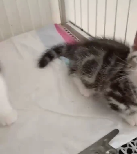 美短加白曼基康矮脚猫 美短加白 脸蛋真...