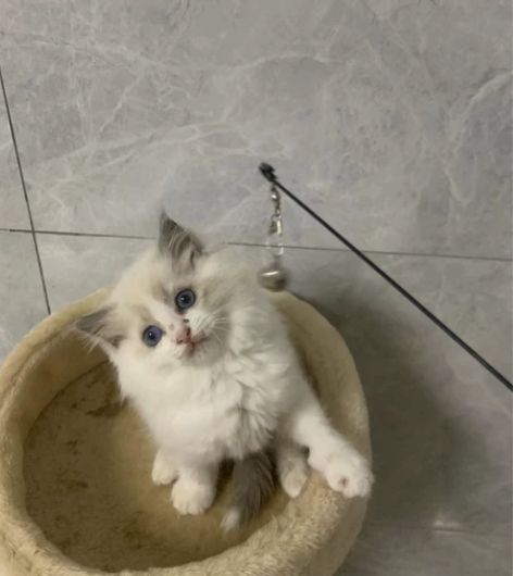 标价就是卖价自家布偶生的一窝幼猫、带一只小...