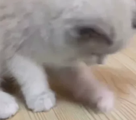 蓝双布偶，满耳满背，毛量多，脸蛋漂亮哦 眼...