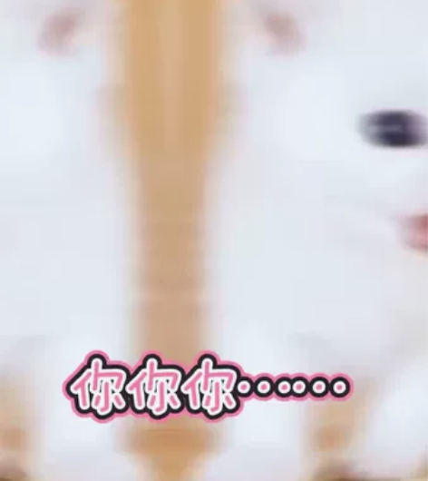 银渐层弟弟妹妹家有银渐层一窝，自家养的宝宝...