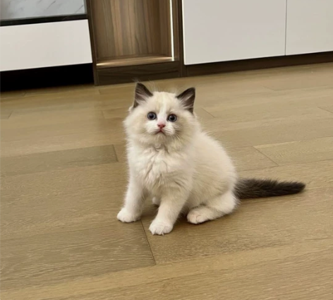 只有几只！找到先得！布偶幼猫一窝，传统系布...