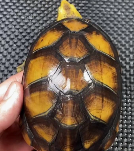 极品北部白唇 发色很漂亮 芒果头 准备试蛋...