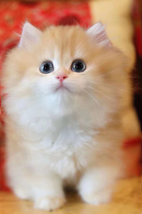 长毛ny12金渐层弟弟 超高颜值 脸蛋可...