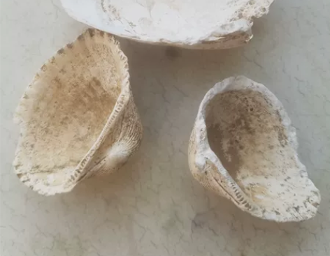 石器时代，贝壳项饰，包老，尺寸如图， 感兴...