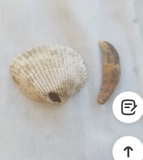 石器时代，贝壳项饰，品相好，完整，包真包老...