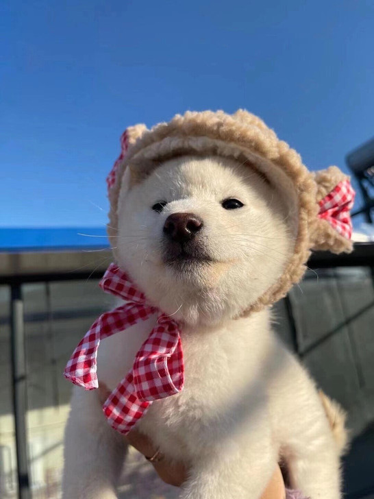 柴犬幼犬 白色柴犬