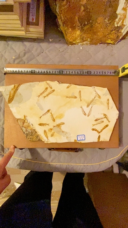 鱼化石 两面都有鱼化石保存