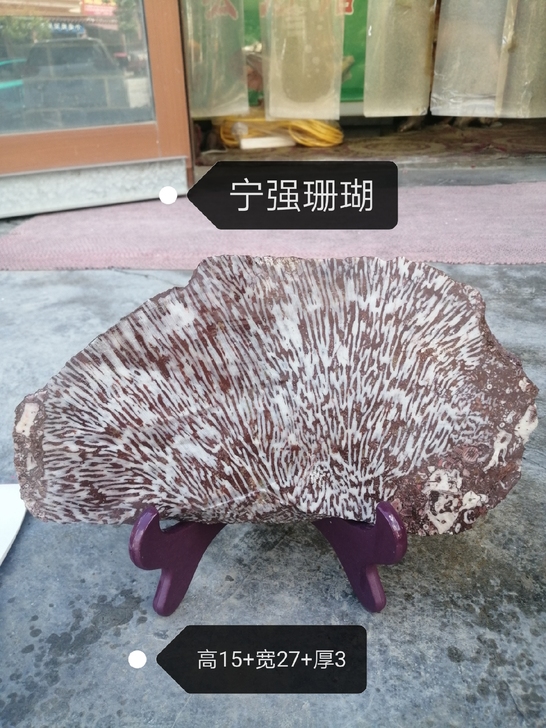 宁强产地，珊瑚化石皮板观赏石
