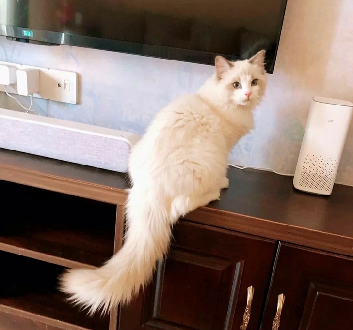 低价出公母布偶，山双妹妹和蓝双弟弟各一只，...