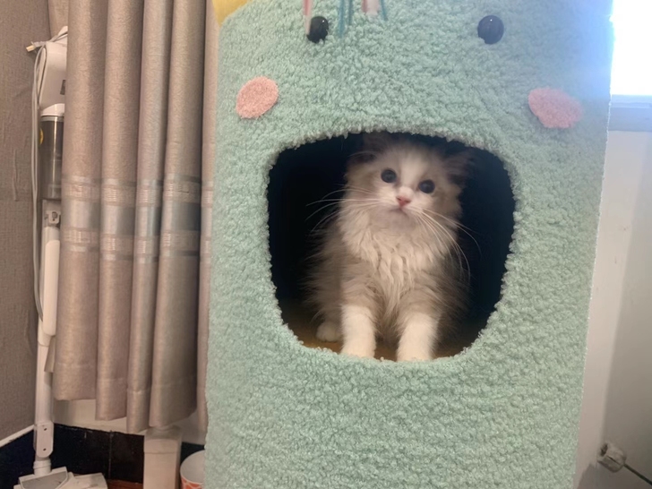 所有小猫800一只领养，两到三个月的。重点...