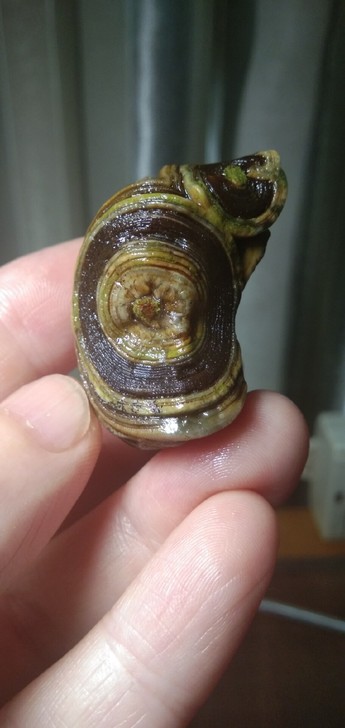 眼睛石一鹰眼。三只大眼睛，无残无缺，手玩好...