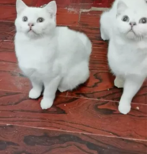 五个月纯种银点公猫,猫三联疫苗+驱虫已经做...