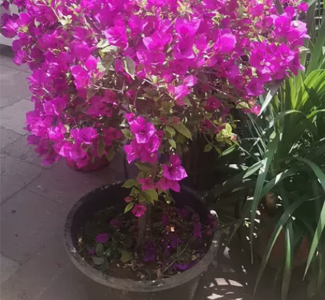 可以花圃看现货 三角梅 长期开花 耐热耐冷...