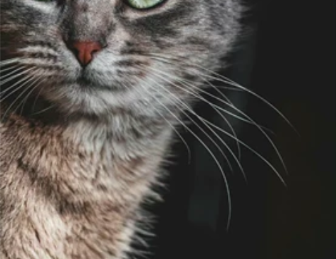 代肝须弥森林书(包后续剧情), 加三神神瞳...