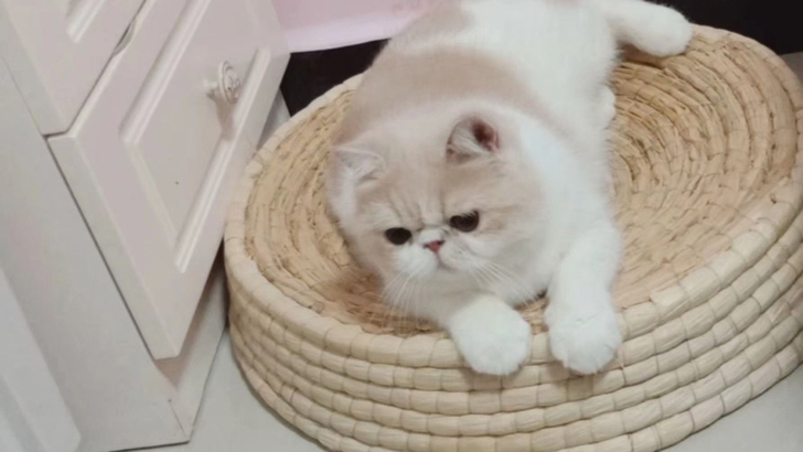 家里的猫猫太多了 故而出一只