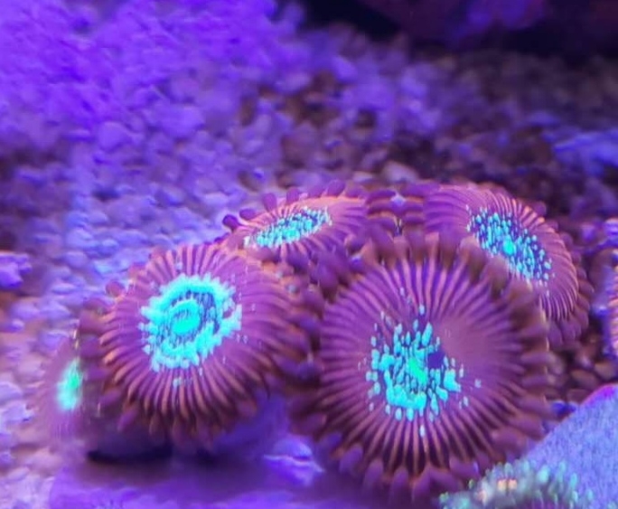 纽扣珊瑚 LPS 软体珊瑚 活体珊瑚 海缸...