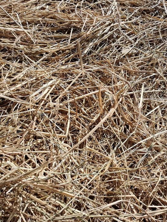 干稻草