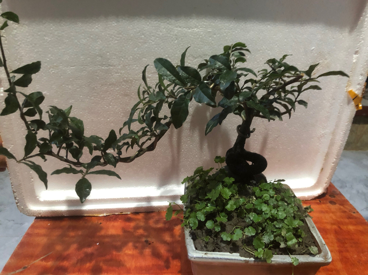 金弹子盆景放茶几电视柜阳台
