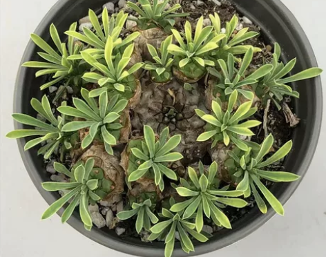 城南别院  峨眉山多肉植物 单头 群生 一...