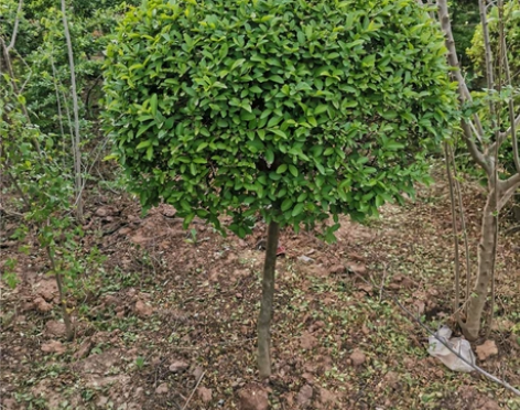棒棒糖小叶女贞高杆造型树四季长青植物庭院小...