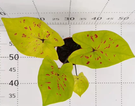 梦幻绿彩叶芋盆栽绿植新手易养净化空气新房防...