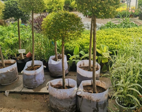 花镜植物川滇蜡树亮金女贞蓝冰柏棒棒糖系列