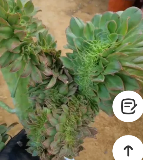 君美丽缀化138包邮 感兴趣的话点“我想要...