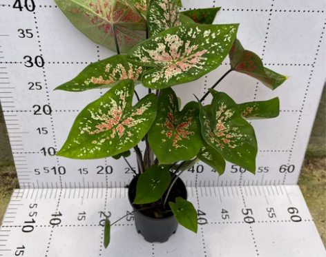红酒飞溅彩叶芋盆栽绿植新手易养净化空气新房...