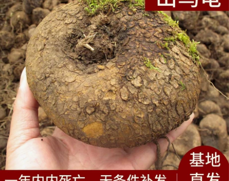 多肉红藤山乌龟金不换植物办公室内圆叶盆栽云南