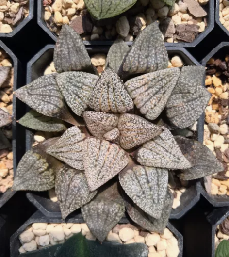 出十二卷 多肉 白银 8cm 40包邮 感...