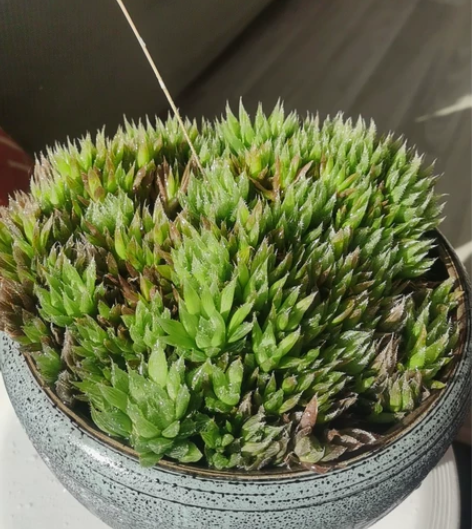 爆盆宝草玉露，冬日里的一片清新绿，眼望着它...