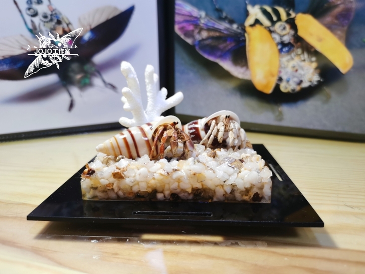 紫陆+灰白 寄居蟹标本 螃蟹标本 昆虫甲虫...