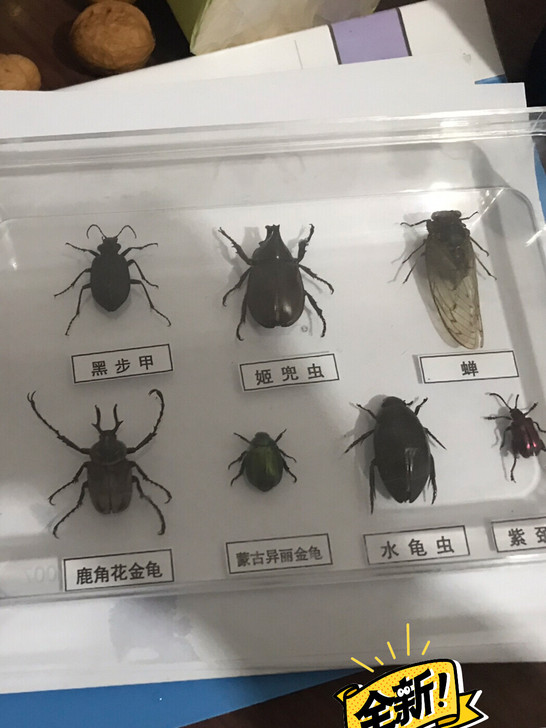 昆虫标本，