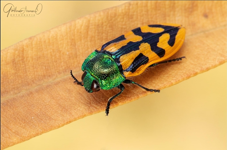 昆虫标本｜智利 吉丁