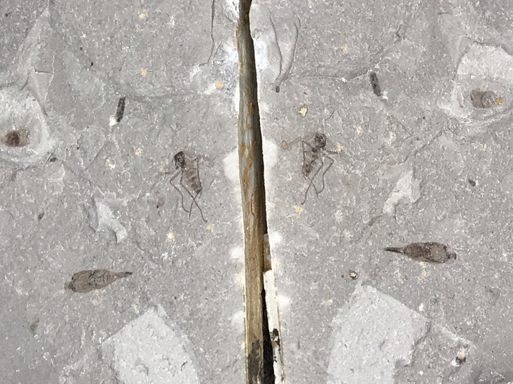 形态优美蚊 标本昆虫