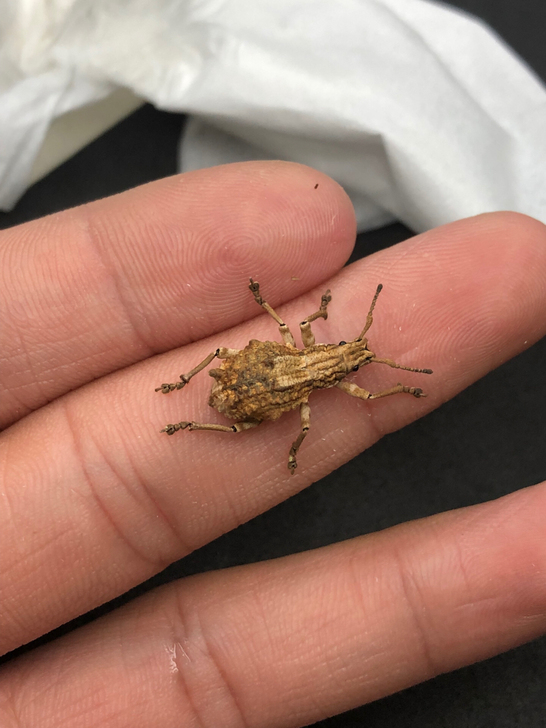 大杂烩，A1标本，冰箱虫