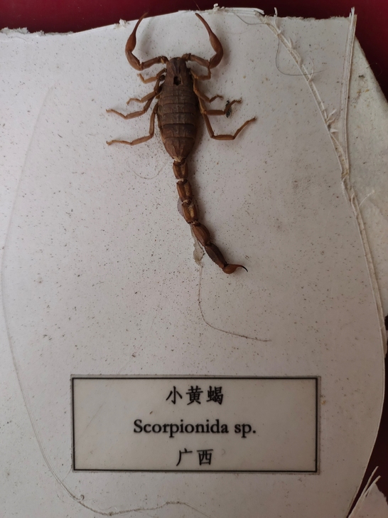 八年前收藏的标本，四只虫，一起90元。