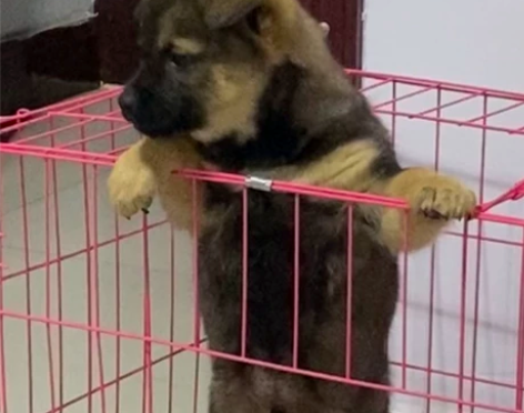 一对一视唱练耳乐理教学。腾讯视频会议授课。...