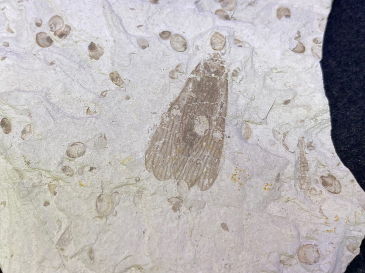 辽西化石  昆虫化石～精美～稀少～尺寸如图...