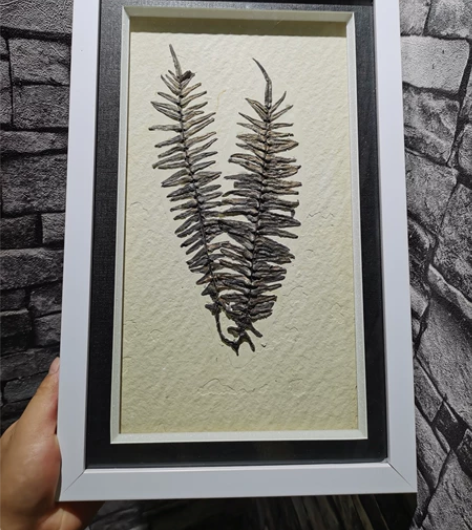 蕨类植物化石模型  裱框装饰挂件 材质为高...