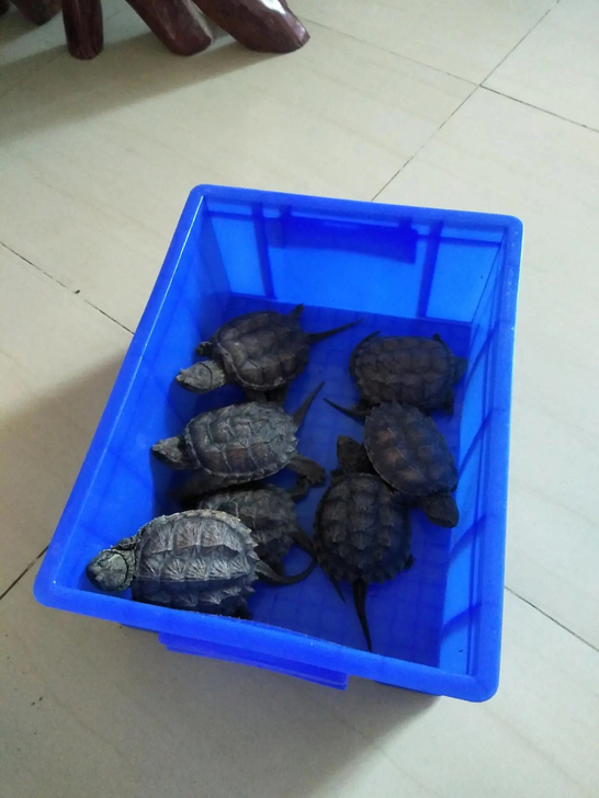 【全新转手】塑料周转箱零件盒物料盒收纳盒螺...