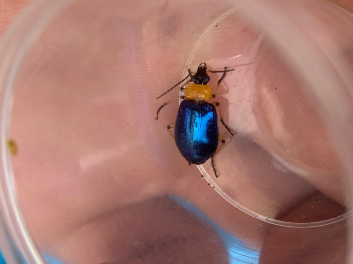 金属蓝背毛壶步甲，A1全品。昆虫，标本。